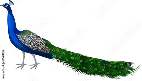 vector male peacock Peafowl