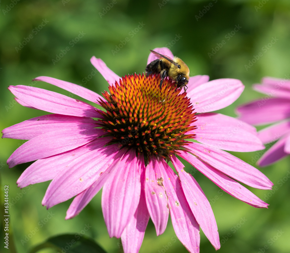 Bee on Echinacea