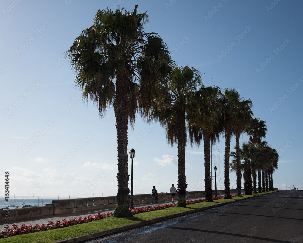Fototapeta premium Palm Alley Promenade