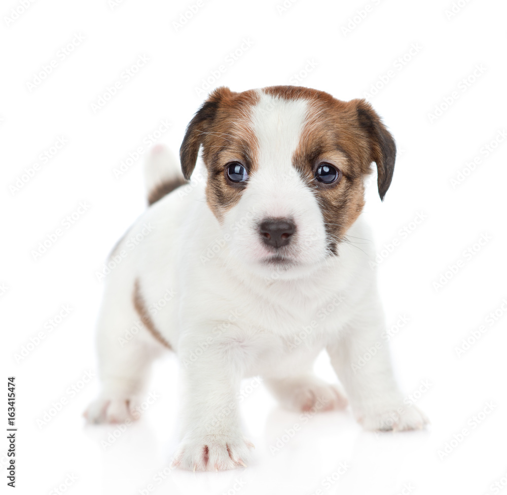 Puppy Jack russell looking at camera. isolated on white background Puppy Jack russell looking at camera. isolated on white background
