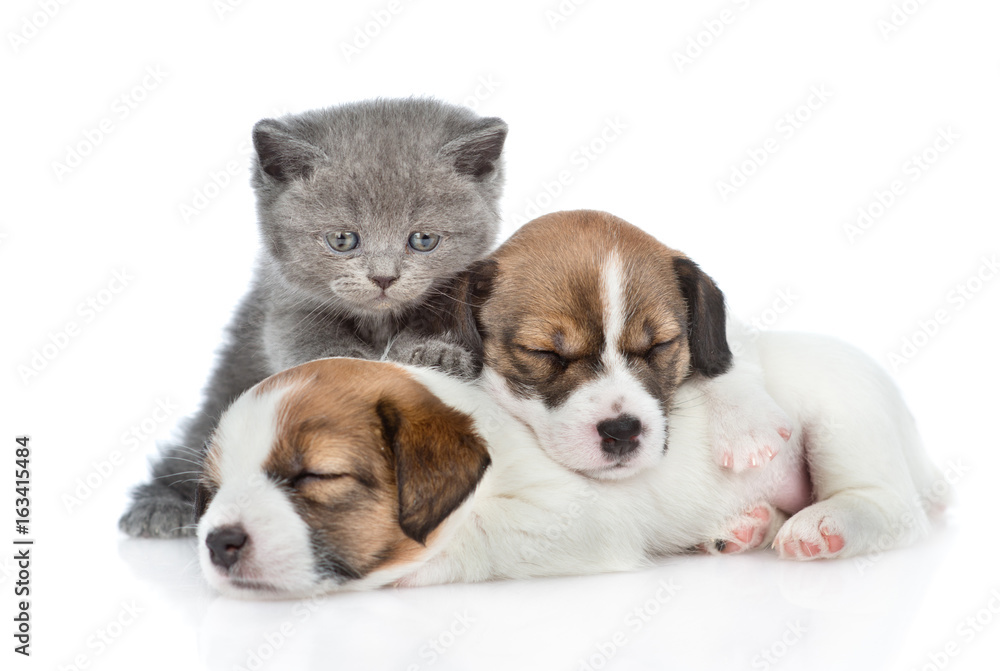 Kitten and a group of sleeping puppies Jack Russell. isolated on white background Kitten and a group of sleeping puppies Jack Russell. isolated on white background