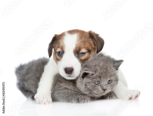 Jack russell puppy hugging a kitten. isolated on white background