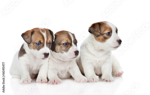 Group of puppies Jack Russell. isolated on white background © Ermolaev Alexandr