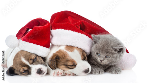 Kitten and a group of sleeping puppies Jack Russell in red santa hats. isolated on white background © Ermolaev Alexandr