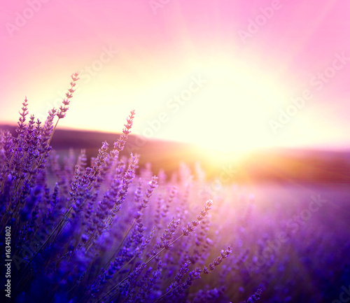 Lavender field in Provence  France. Blooming violet fragrant lavender flowers