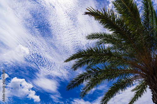Palm tree, blue sky. Okinawa, Japan, Asia.