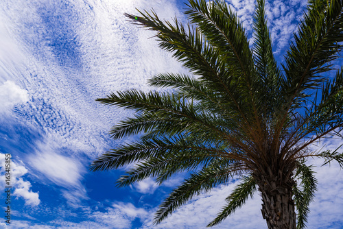 Palm tree  blue sky. Okinawa  Japan  Asia.