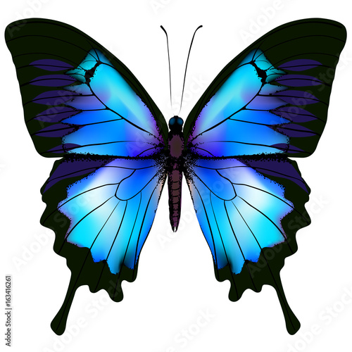 Butterfly vector illustration photo