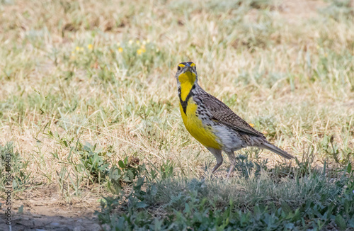 Western Meadowlark in grass by roadside rest area in northern New Mexico