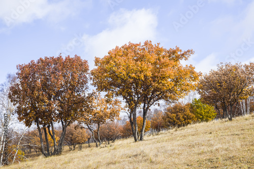 In autumn, trees on the hillside