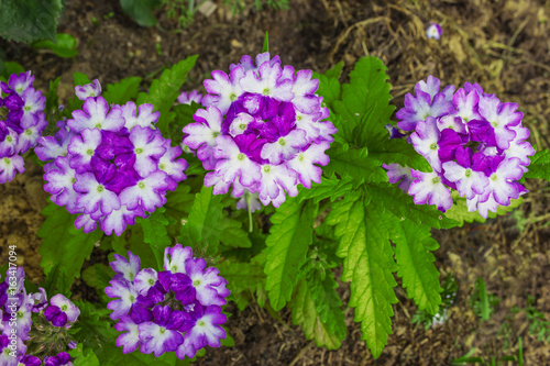 Inflorescences of verbena consist of small flowers