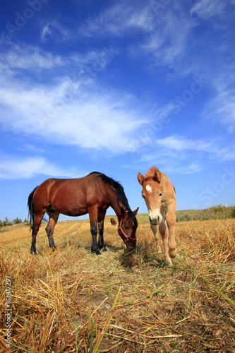 The horses in the grasslands of autumn