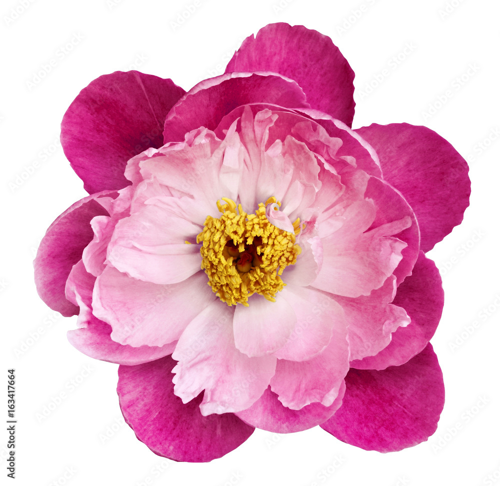 Peony flower pink-crimson on a white isolated background with clipping path. Nature. Closeup no shadows. Garden flower.