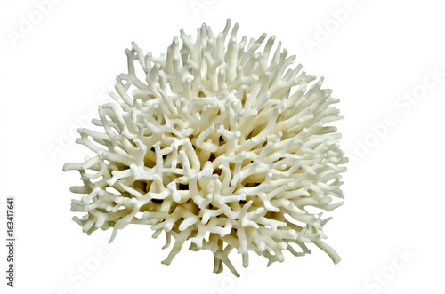 White coral isolated over white