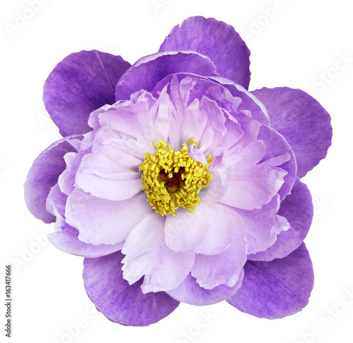 Peony flower white-purple on a white isolated background with clipping path. Nature. Closeup no shadows. Garden flower.