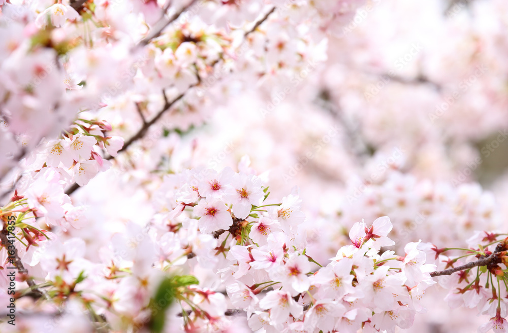 Cherry blossoms in full bloom