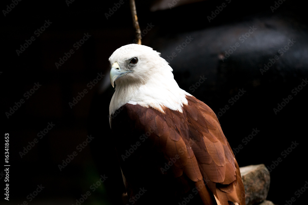 Fototapeta premium Philippines eagle in Pinatubo