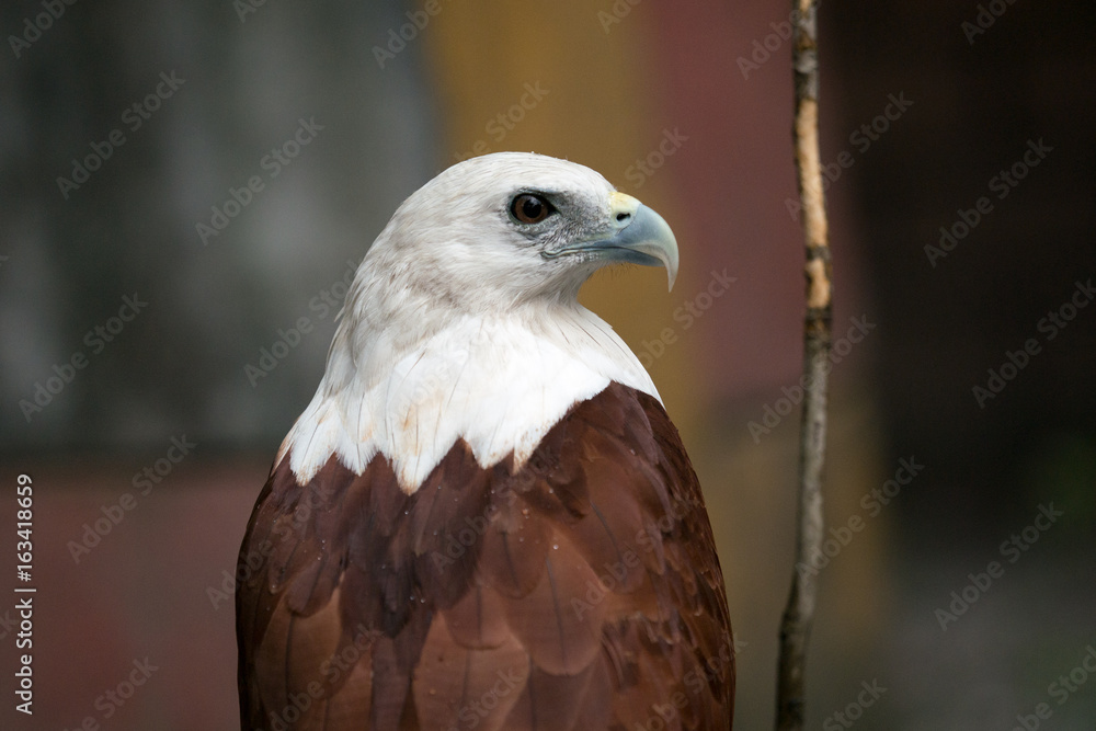 Philippines eagle in Pinatubo