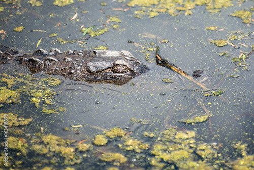 A mostly submerged alligator waiting in a shallow pond for an evening meal in Aransas National Wildlife Refuge, Texas.