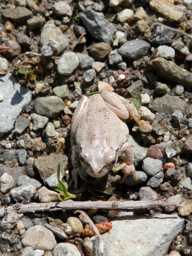 保護色で白くなったアマガエル 正面上方から撮影(宮城県) 保護色で白くなったアマガエル 正面上方から撮影(宮城県)
