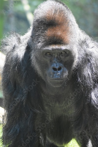 Glaring Gorilla © Desiree Caplas