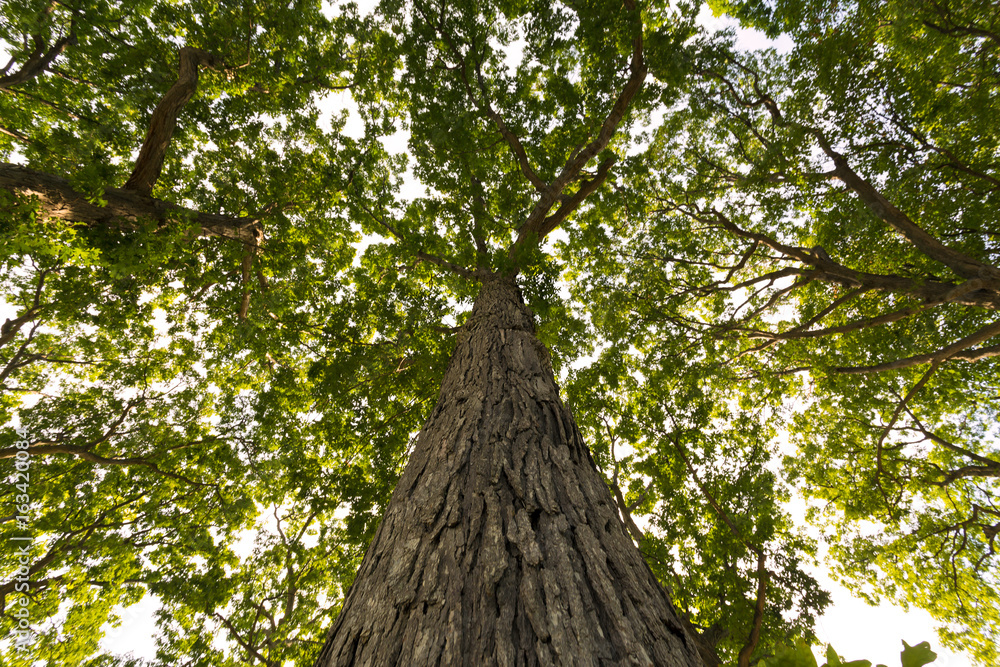 Fototapeta premium Tree climb