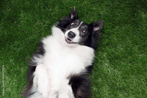 Fototapeta Naklejka Na Ścianę i Meble -  Happy border collie playing outside on the grass