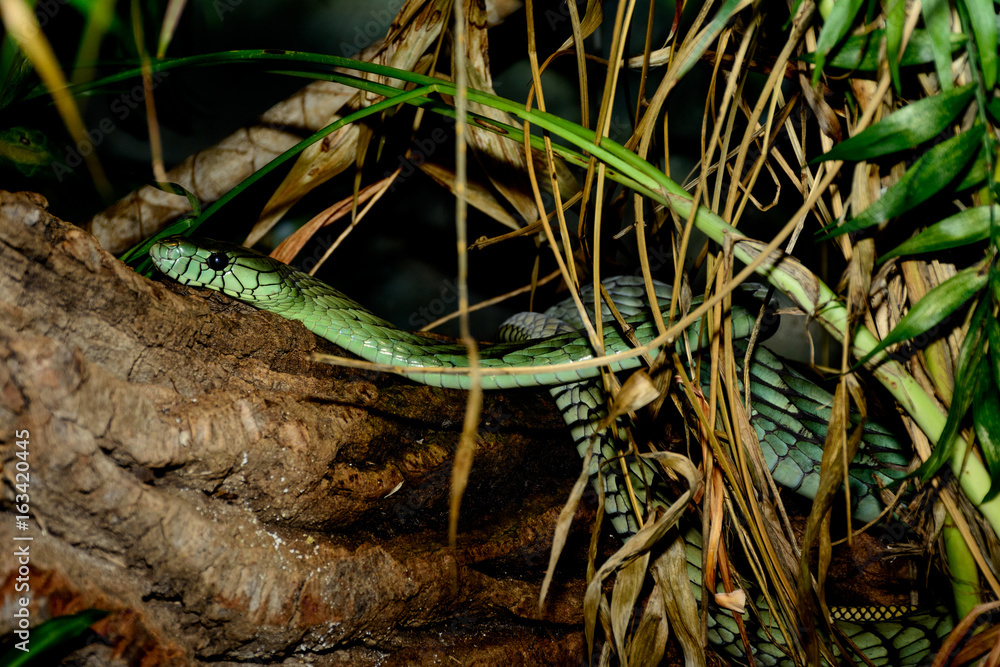 Obraz premium Western green mamba (Dendroaspis viridis), also known as the West African green mamba or Hallowell's green mamba