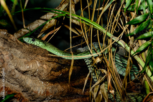 Western green mamba (Dendroaspis viridis), also known as the West African green mamba or Hallowell's green mamba photo
