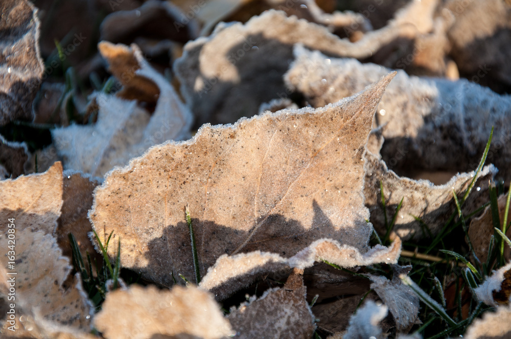 Frozen leaf sits on the ground