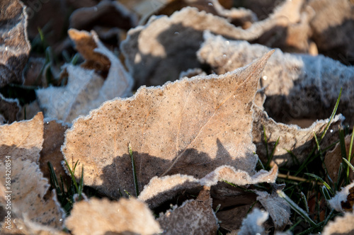 Frozen leaf sits on the ground