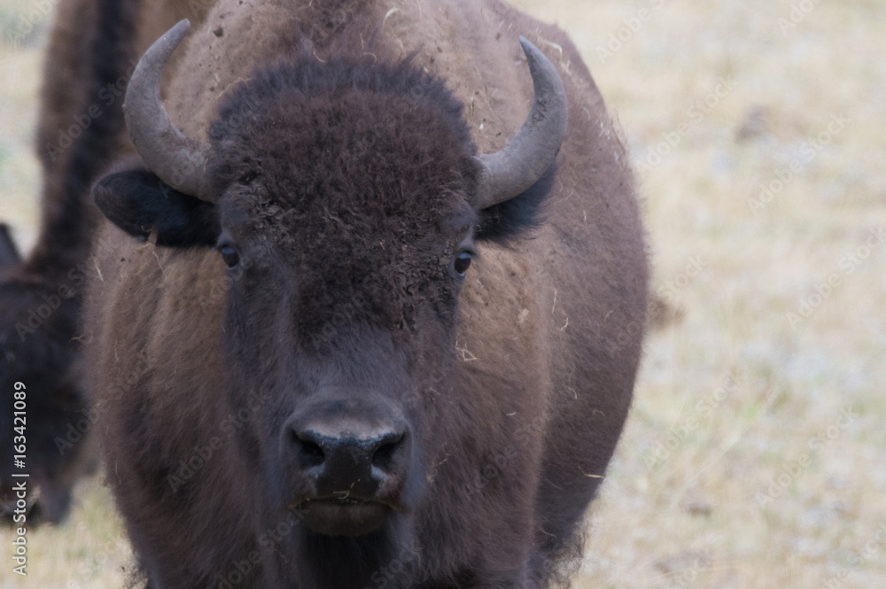 Yellowstone bison face Yellowstone bison face