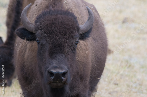 Yellowstone bison face