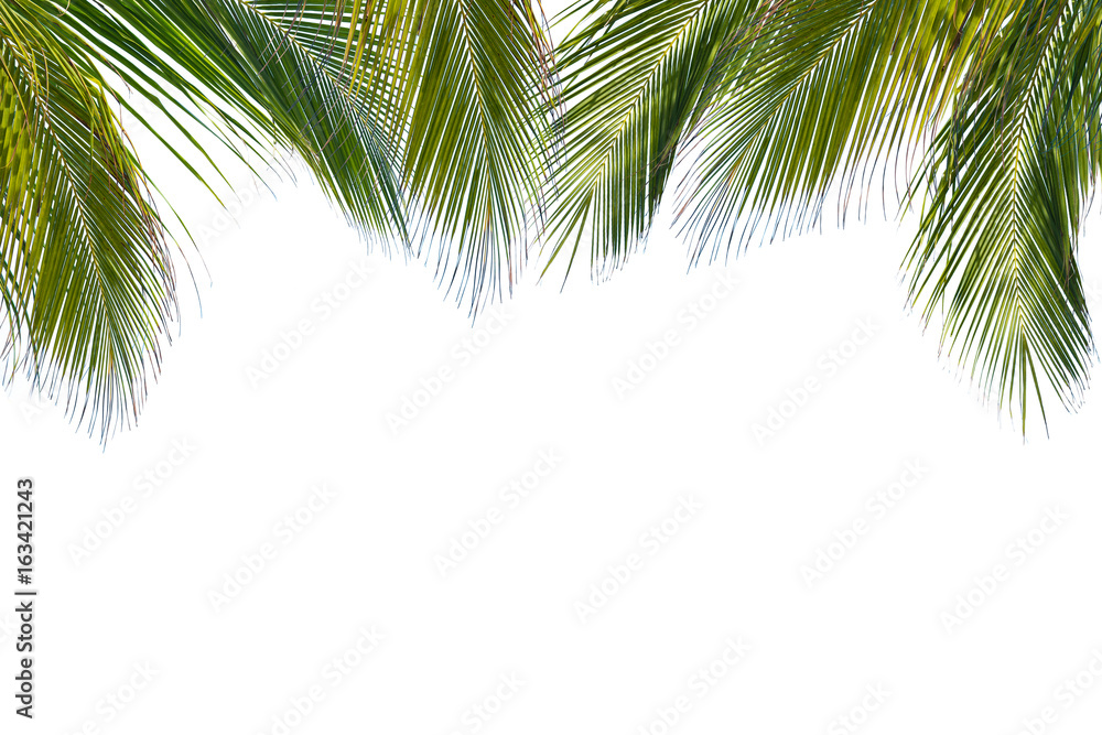 Fototapeta premium Coconut leaves on a white background clipping path.