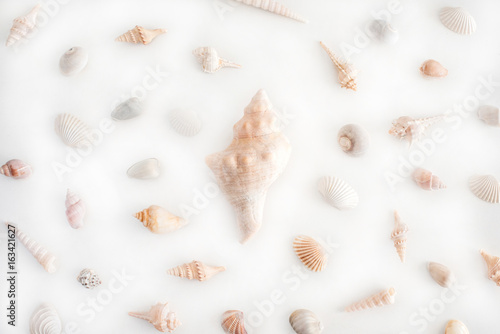 sea shells on a white background. top view