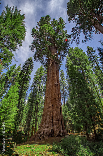 General Sherman Giant Sequoia Tree, Sequoia National Park, California, USA