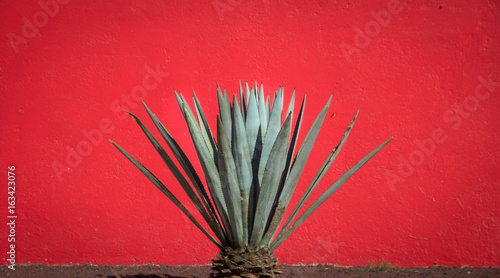 Maguey plant and red wall photo