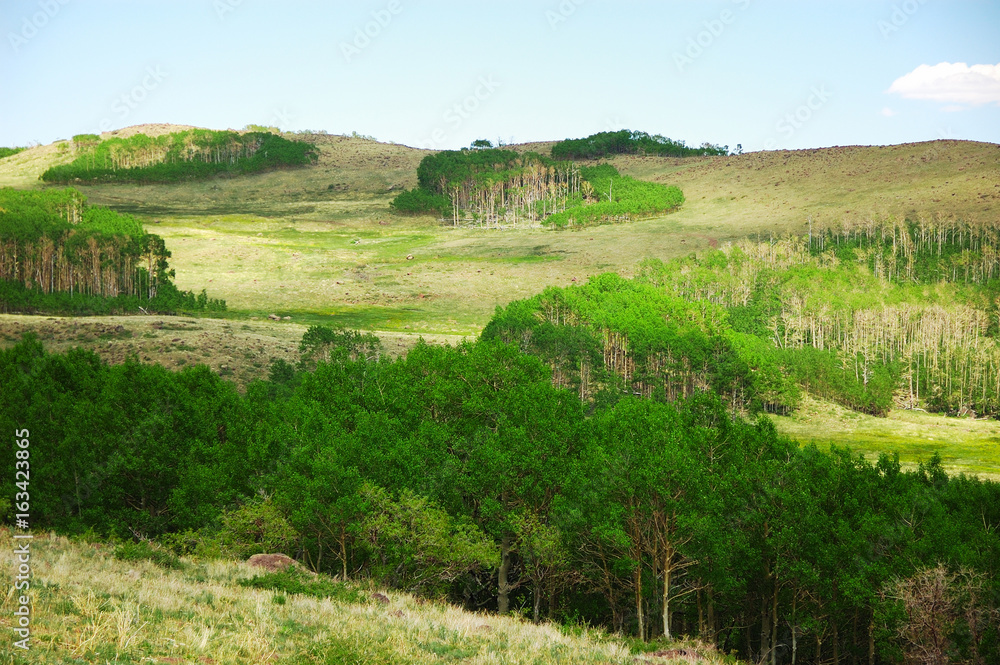 forest green trees on grassland mountain in spring