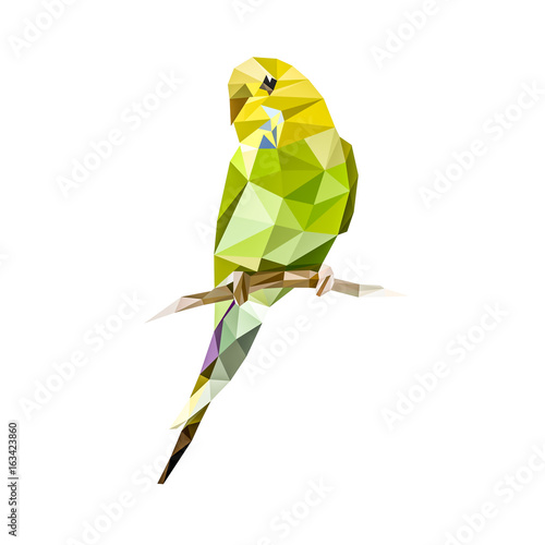 parakeet