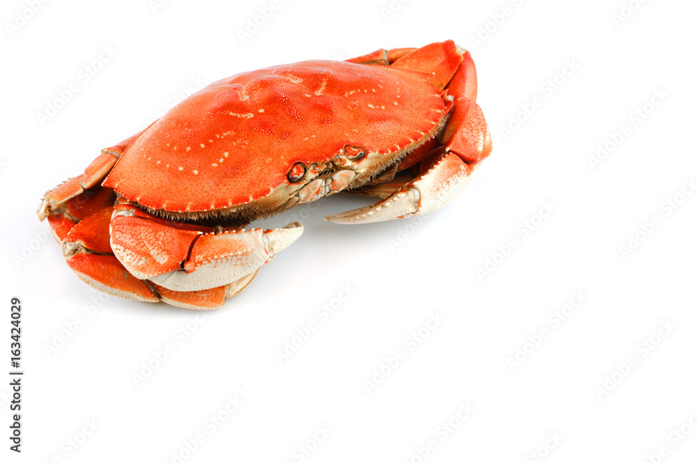 single steamed crab isolated on white background single steamed crab isolated on white background