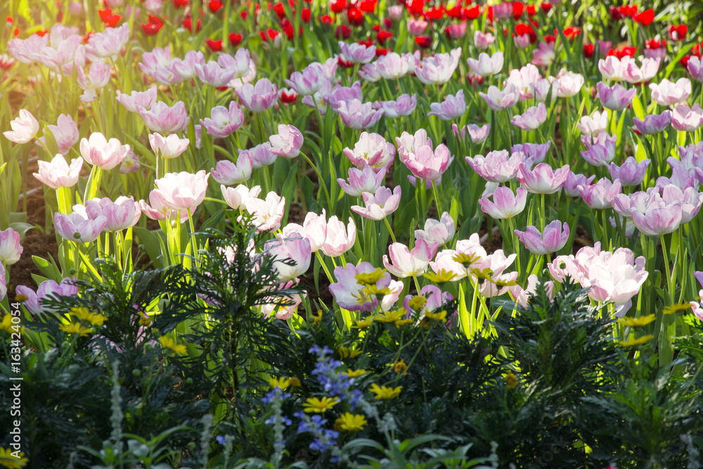 Fresh field blooming flowers garden of pink white two tone tulip with sunlight.