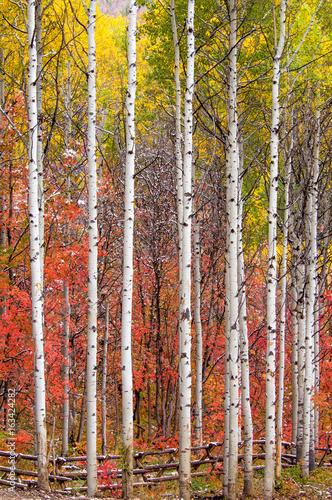 Autumn colors in Utah Forest