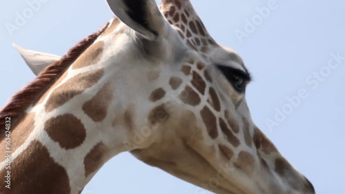 Close up of Giraffe munching on food in the wilderness on summer day photo