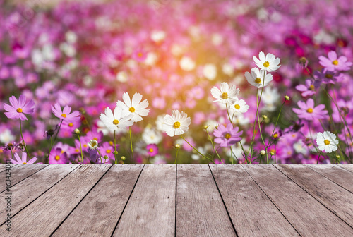 Empty perspective old wooden  balcony terrace floor with colorful cosmos flowers blooming in the field 