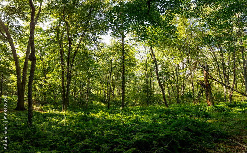 Sun rays shining through the leafs in a forest landscape., nature background. Sun rays shining through the leafs in a forest landscape., nature background.