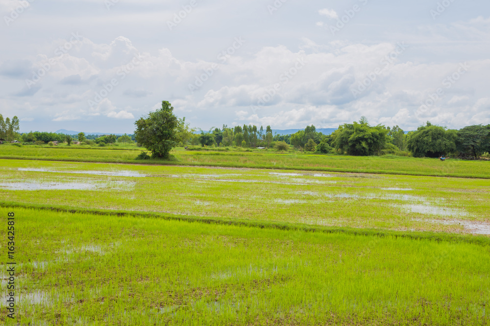 Paddy fields,thailand