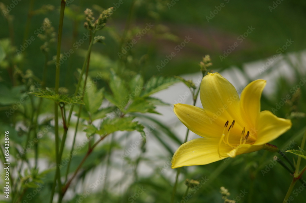 Bright flowers with multi-colored petals and green leaves Bright flowers with multi-colored petals and green leaves