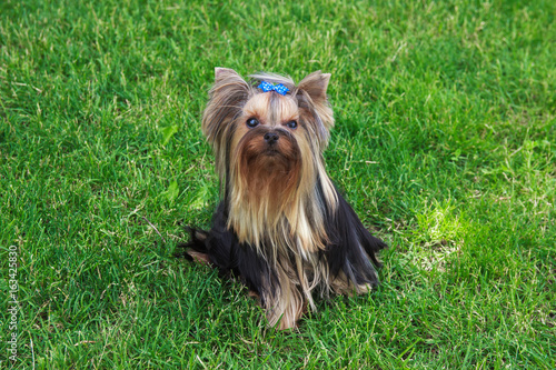 Yorkshire Terrier Dog on the green grass play
