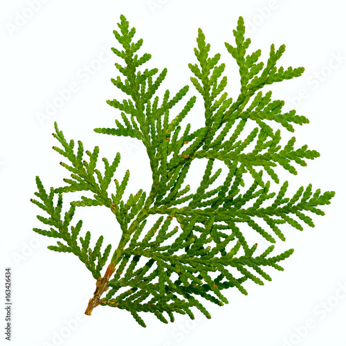 thuja branch isolated on white background photo