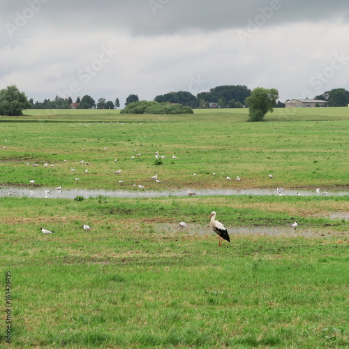 A stork and many gulls birds on a field with water after the rain in germany, mecklenburg-vorpommern